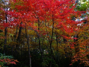 prachtige kleuren in de herfst | Kancamagus Scenic Byway
